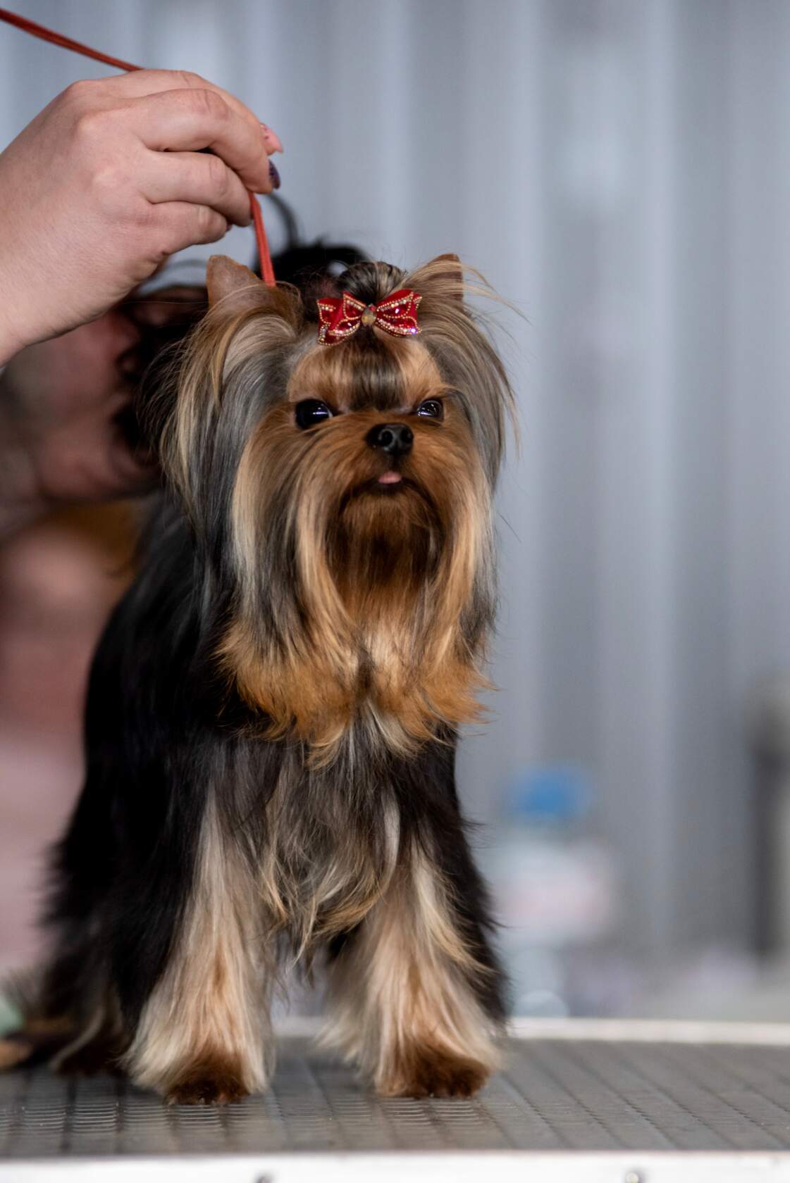  NOKKI LEKS LYUTYUR — Labaza DogPedigree YorkshireTerrier